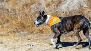 Orange Dog Bandana L Size Hi Visibility Reflective Blaze Orange Bandana for Large Pets Safety Accessories for Walking Camping and Off Leash Explorati