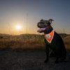 Orange Dog Bandana M Size Hi Visibility Reflective Blaze Orange Bandana for Medium Small Pets Safety Accessories for Walking Camping and Off Leash Ex